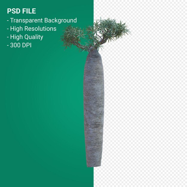 Pachypodium geayi 3d render geïsoleerd