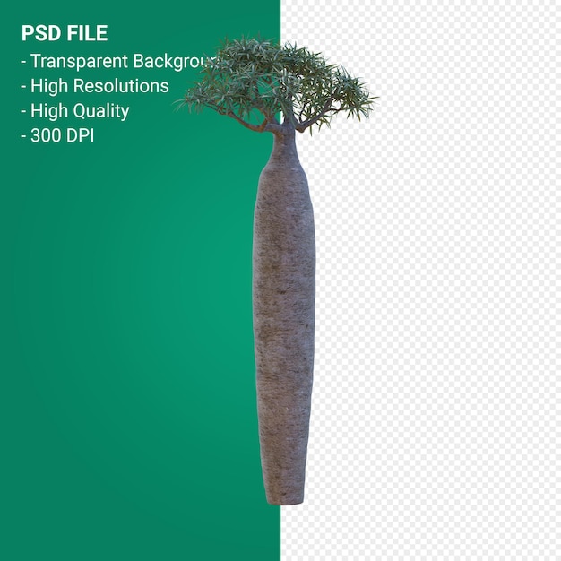 Pachypodium Geayi 3d 렌더링 절연