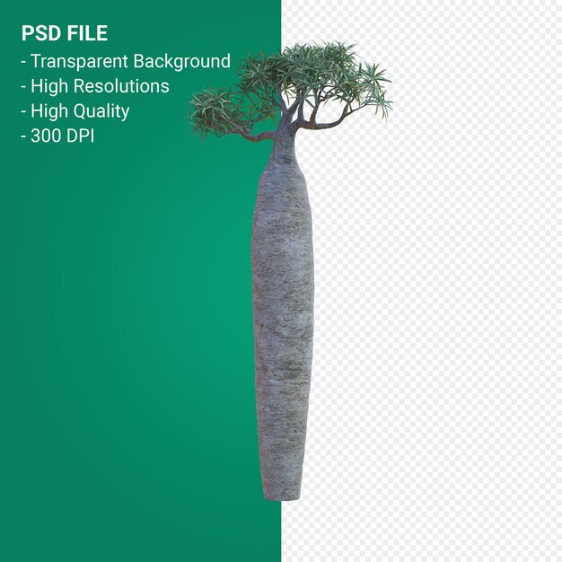 PSD pachypodium geayi rendering 3d isolato