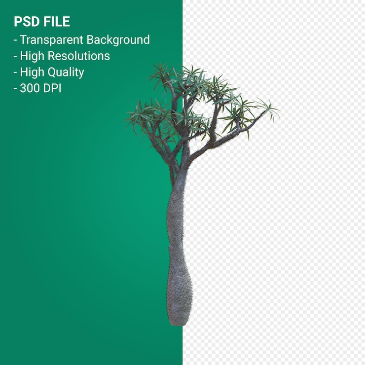 PSD pachypodium geayi 3d render isolated
