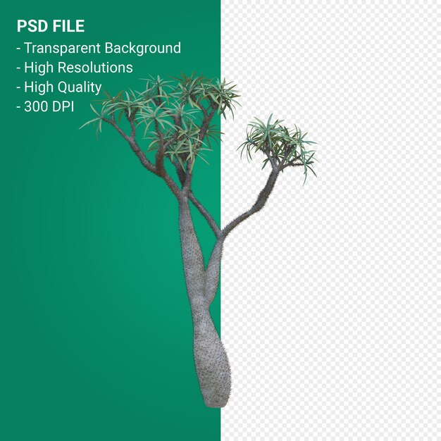 Pachypodium Geayi 3d 렌더링 절연