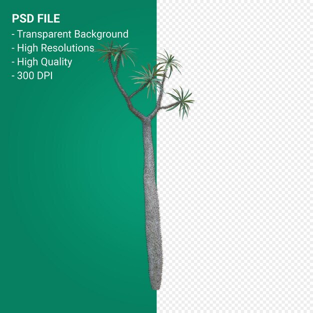 Pachypodium geayi 3d render isolated