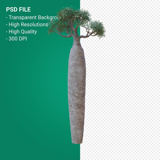 PSD pachypodium geayi 3d 렌더링 절연