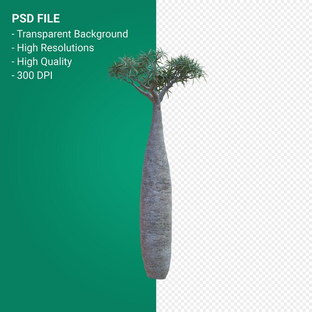 Pachypodium geayi rendering 3d isolato