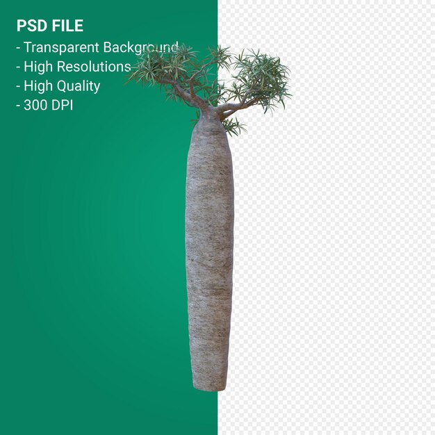 Pachypodium geayi 3d 렌더링 절연