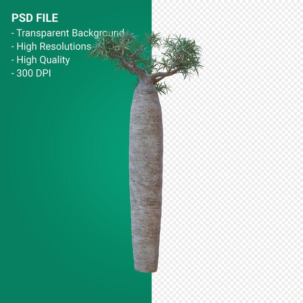 Pachypodium geayi rendering 3d isolato