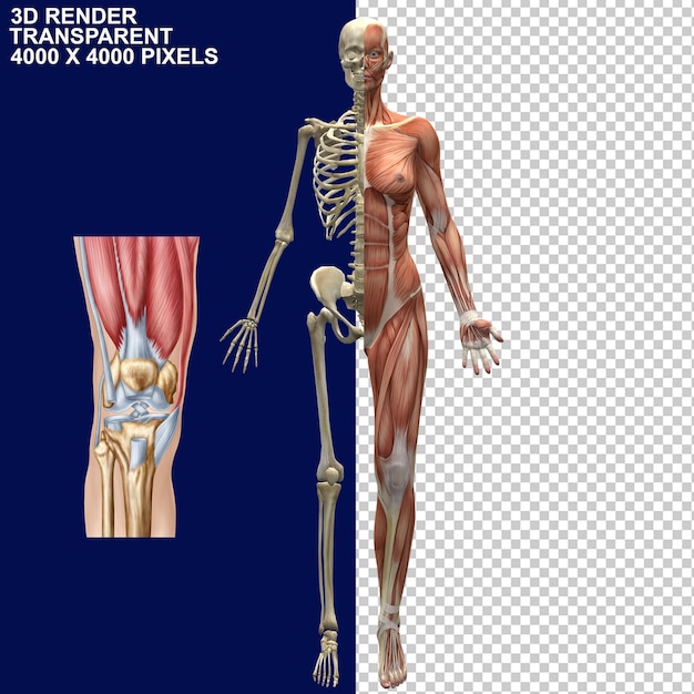 Dolore alle articolazioni dolore alla schiena dolore alle articolazioni dolore al collo dolore al ginocchio dolore alla parte superiore della schiena dorsale inferiore skeleton cerebrale