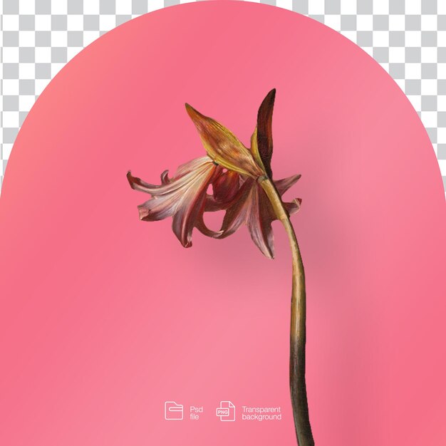 페인트 된 꽃 투명한 배경
