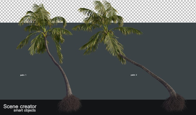 다양한 크기와 모양의 야자수와 코코넛 나무.