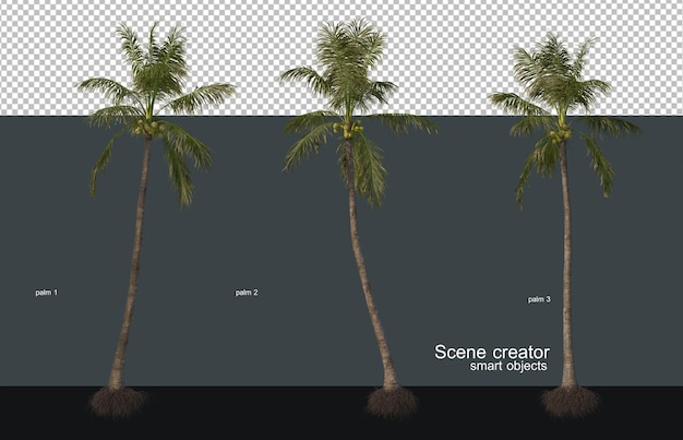다양한 크기와 모양의 야자수와 코코넛 나무.