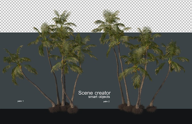 Palm- en kokospalmen in verschillende maten en vormen.