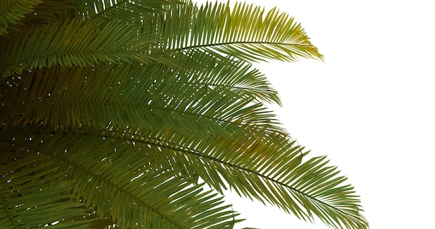 Palm Fronds