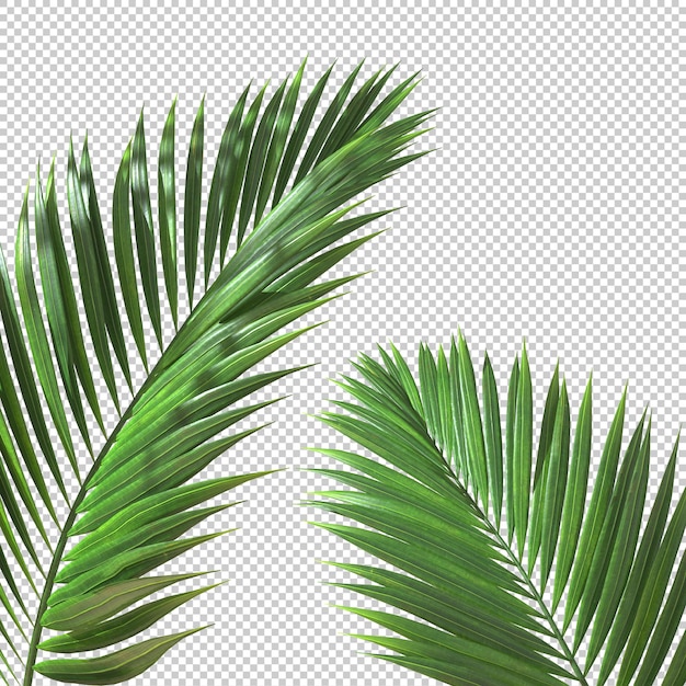 PSD palm leaf branch tropic plant cut out transparent background 3d rendering