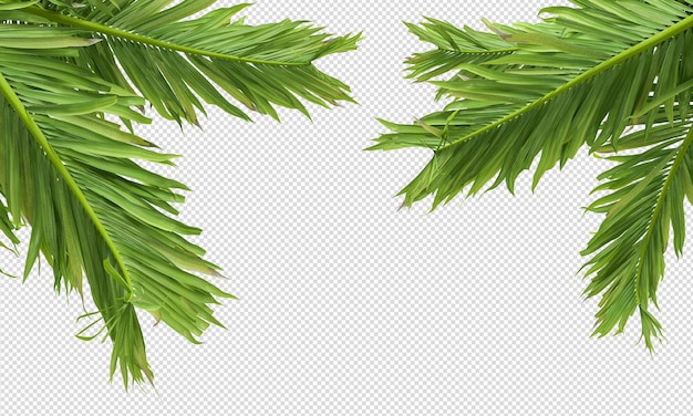 PSD palm leaf isolated on white