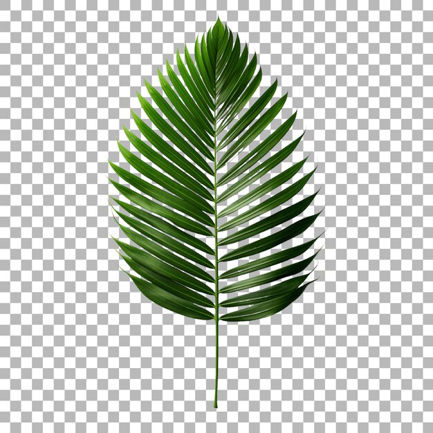 PSD palm leaf on transparent background