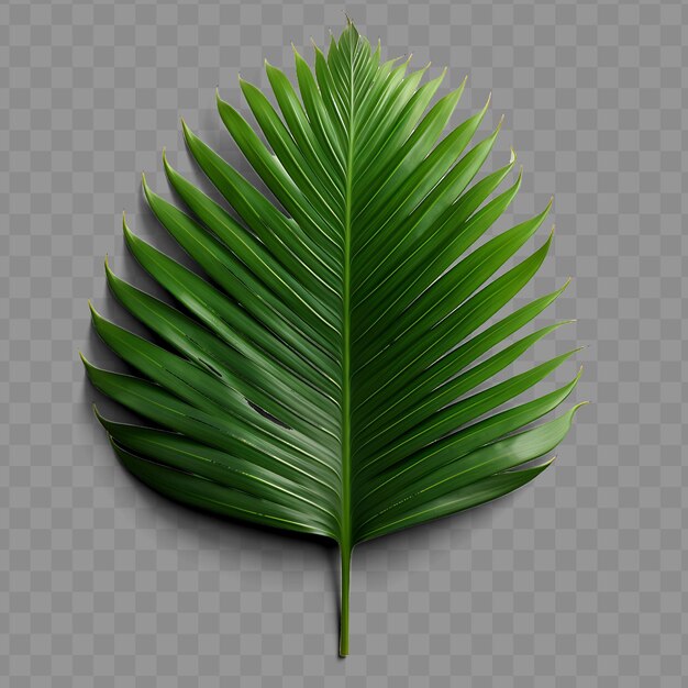 A palm leaf with a green leaf that is laying on a transparent background