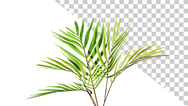 Palm leafs 3d render Palm tree branch isolated on a white background Tropical background