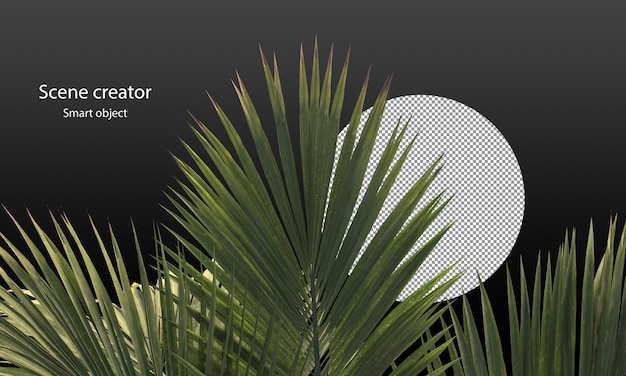 PSD palm leaves clipping path palm leaves for scene decoration