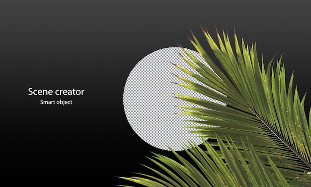 Palm leaves clipping path palm leaves for scene decoration