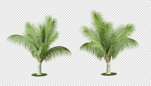 PSD palm leaves isolated on white