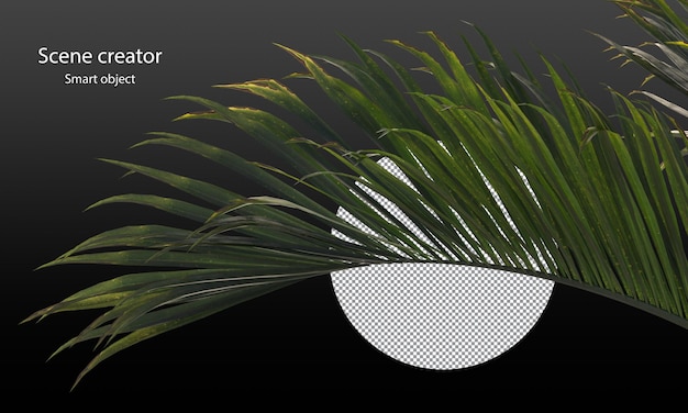 Palm leaves and palm trees isolated