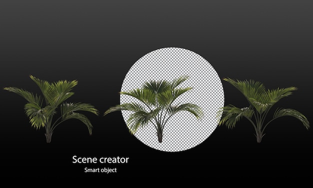 Palm leaves and palm trees isolated