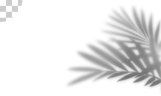 Sovrapposizione di ombre di foglie di palma