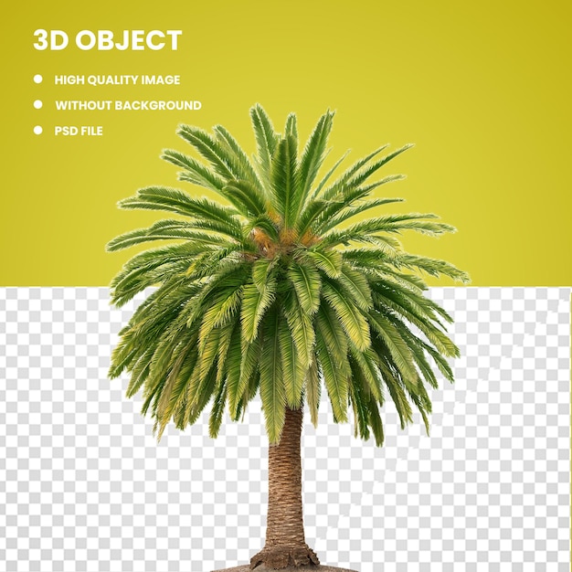 PSD palm oil tree