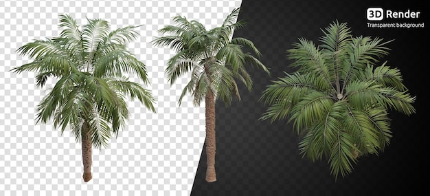 Palm tree 3d render isolated