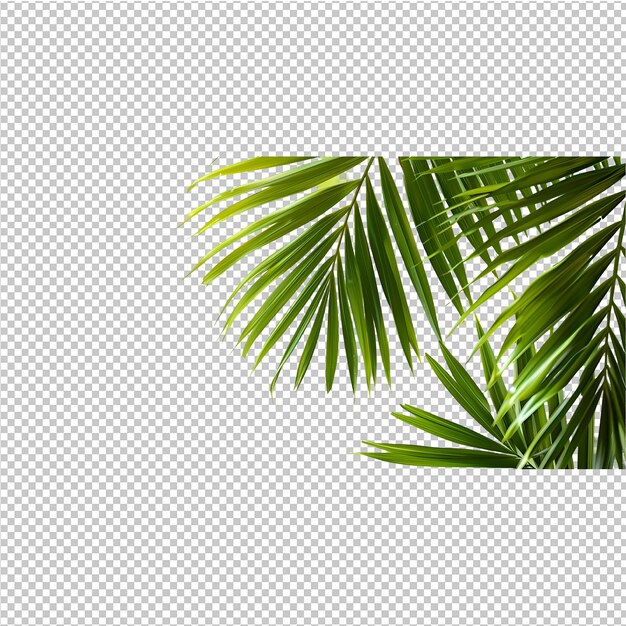 PSD a palm tree is shown in a photo with a green palm leaf