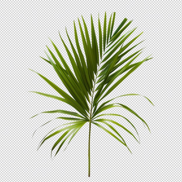 PSD a palm tree is shown with a white background