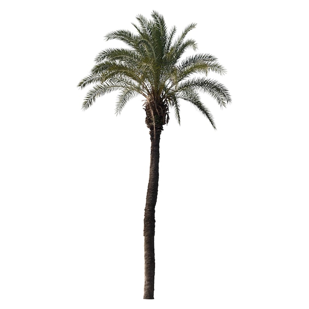 a palm tree is standing in the middle of a white background