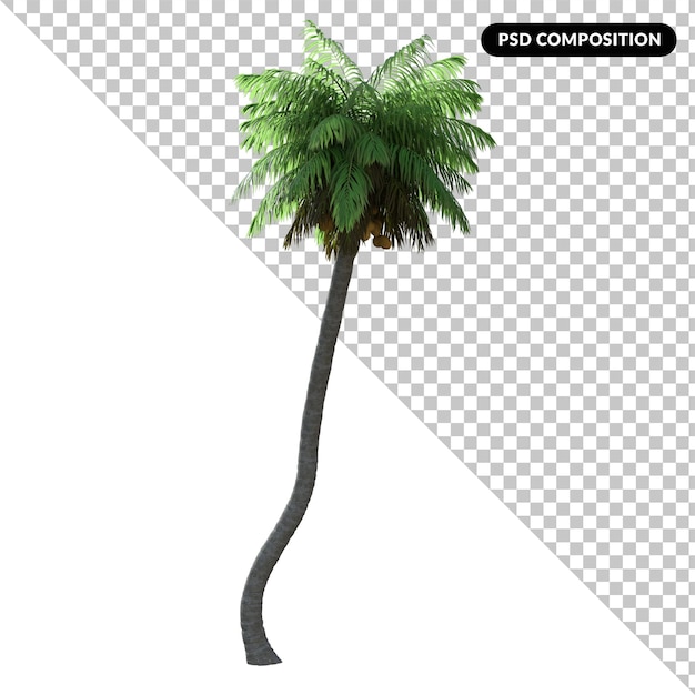 Palm tree isolated 3d