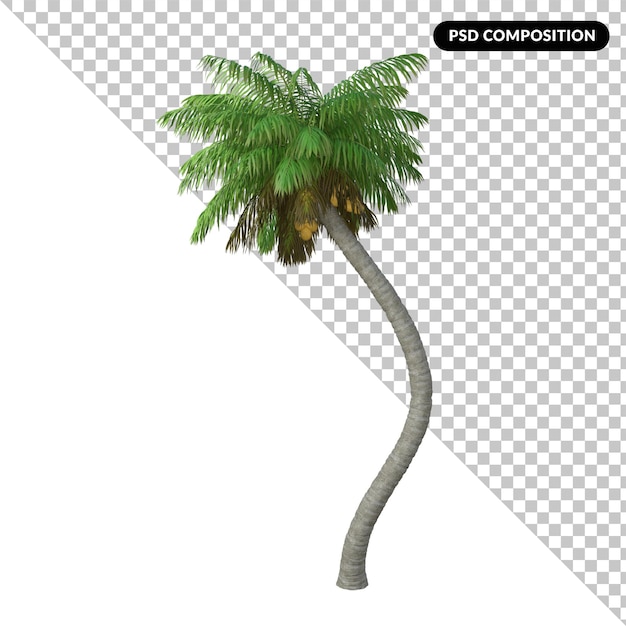 Palm tree isolated 3d