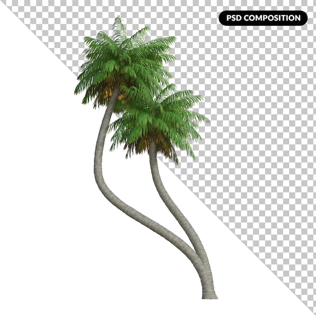 Palm tree isolated 3d