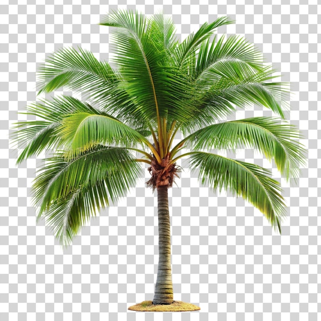 PSD palm tree isolated on transparent background