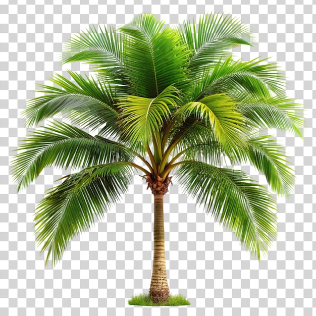 PSD palm tree isolated on transparent background