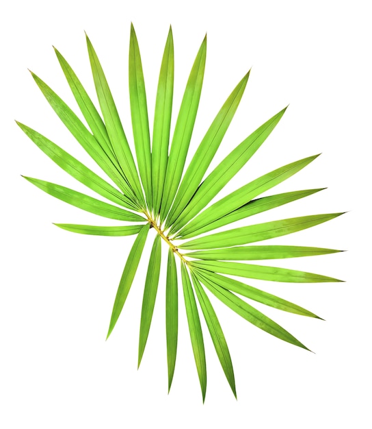 palm tree leaf isolated