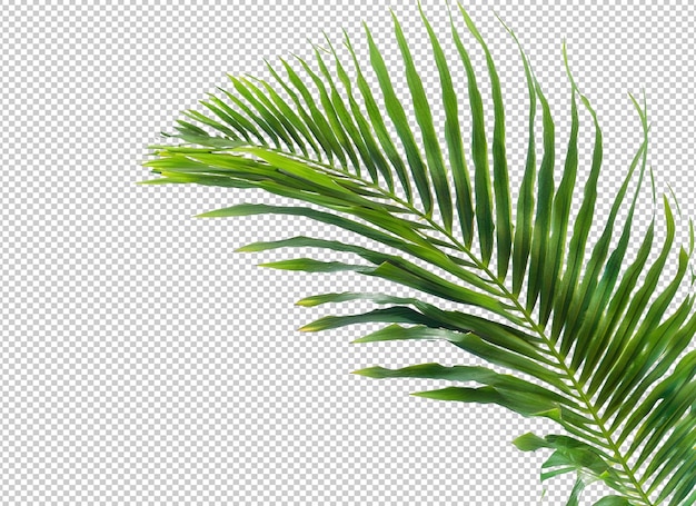 PSD palm tree leaves on alpha layer