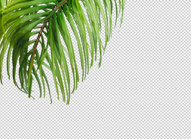 Palm tree leaves on alpha layer