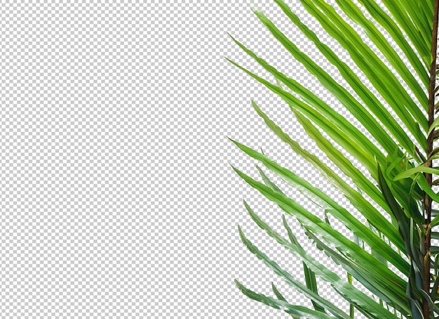 PSD palm tree leaves on alpha layer