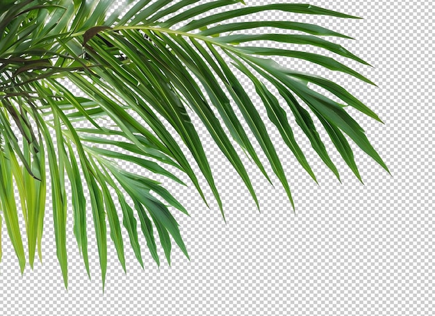 PSD palm tree leaves on alpha layer