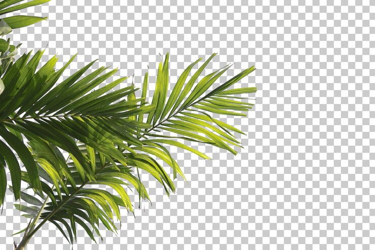 PSD palm tree leaves foreground isolated
