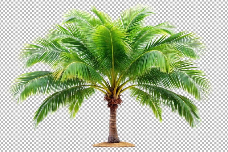 PSD palm tree plant provides a tropical feel for any backyard paradise