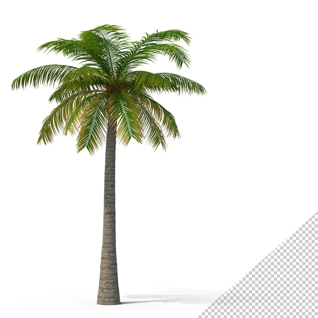 PSD palm tree png