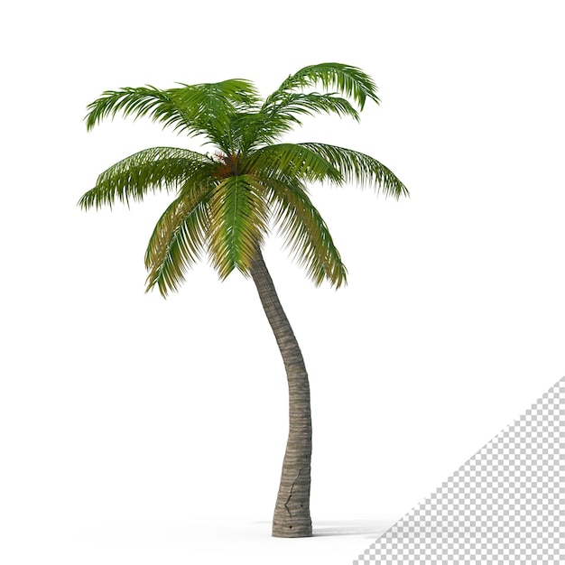 PSD palm tree png