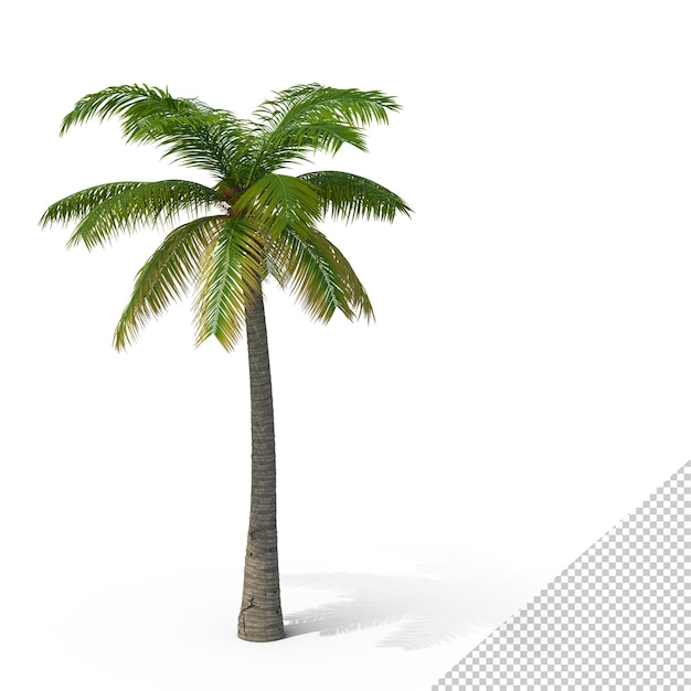 PSD palm tree png