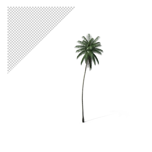 PSD palm tree real png