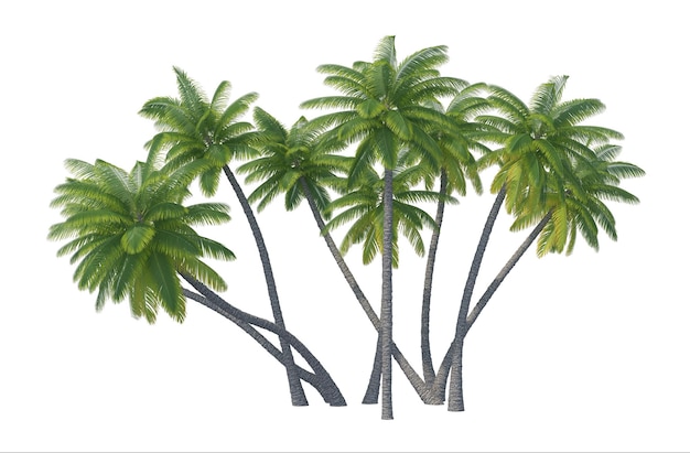 PSD palm tree set isolated transparent background