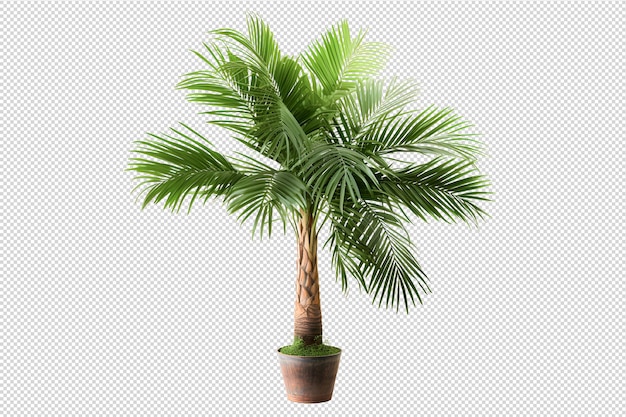 PSD palm trees illustration